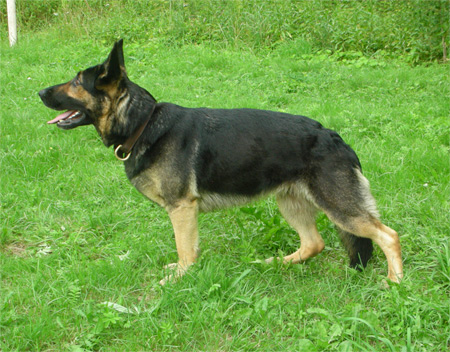 Allemandrus Ulfi
